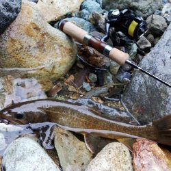 雪の残る渓流でイワナ爆釣 ～九頭竜川水系～